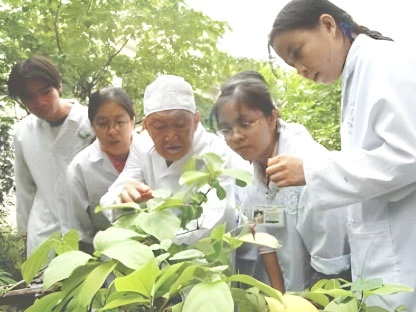 Một giáo sư hàng đầu về cây thuốc ở Việt Nam